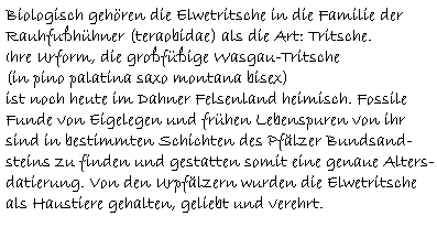 Biologisch gehören die Elwetritsche in die Familie der  Rauhfußhühner (teraobidae) als die Art: Tritsche.  Ihre Urform, die großfüßige Wasgau-Tritsche  (in pino palatina saxo montana bisex)  ist noch heute im Dahner Felsenland heimisch. Fossile  Funde von Eigelegen und frühen Lebenspuren von ihr  sind in bestimmten Schichten des Pfälzer Bundsand-  steins zu finden und gestatten somit eine genaue Alters-  datierung. Von den Urpfälzern wurden die Elwetritsche   als Haustiere gehalten, geliebt und verehrt.